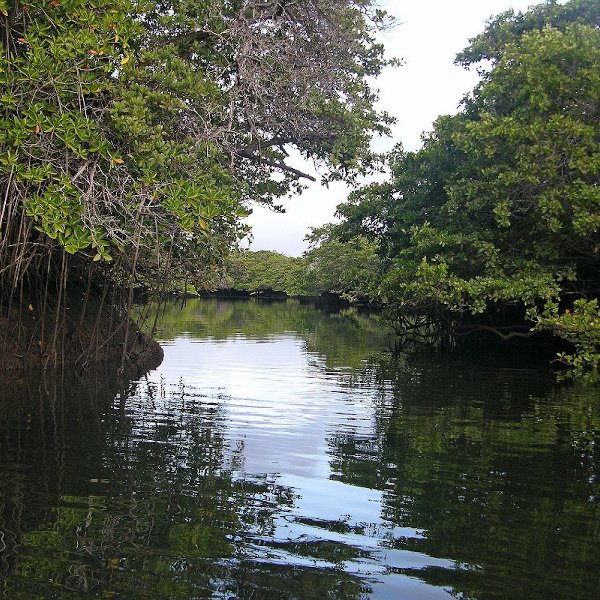 Black Turtle Cove a turtles sanctuary on Santa Cruz Island